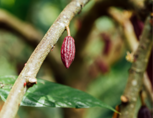 Accreditation in support of sustainable cocoa production by SMEs in Côte d’Ivoire